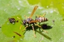 Wespe trinkt auf einem Seerosenblatt