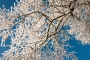 Baum im Winter, Neuholland