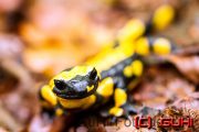 Salamander, Kroatien