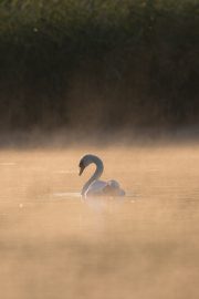 Schwan im Nebel (Sonnenaufgang) - Neuholland