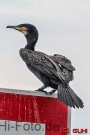 Kormoran