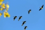 Vögel, Neuholland